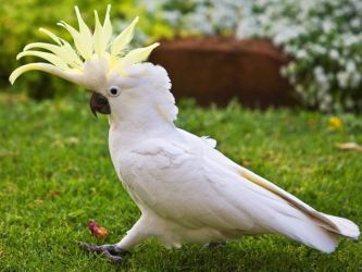 Domácí papoušci druh 3
