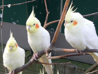 Domácí papoušci 5