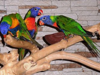 Papoušci druh 6