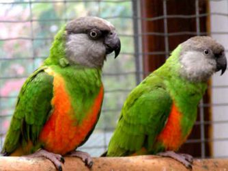 Papoušci druh 7