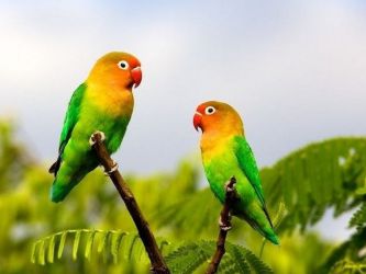 Domácí papoušky zobrazení 9
