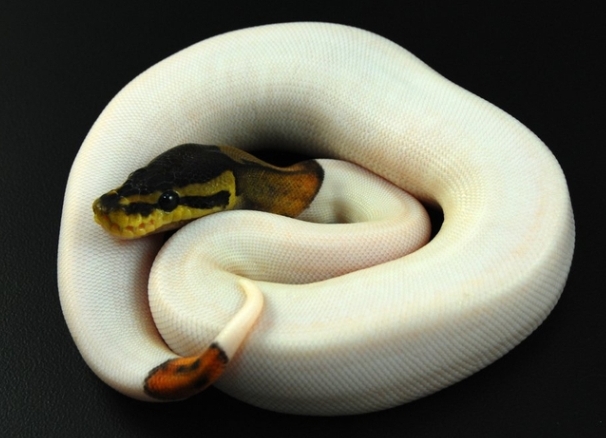 Domaće zmije 1 (Royal Python 1)