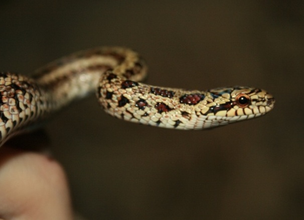 Вътрешни змии 3 (моделирана змия 1)