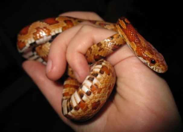 Domácí hady 7 (kukuřičný had 1)