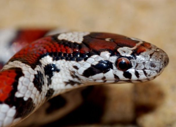 Домашни змии 9 (млечна змия 1)