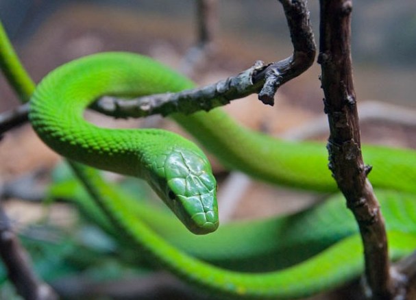 Domestic Snakes 11 (Green Mamba 1)