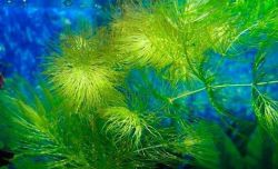 Роголопика от морски водорасли