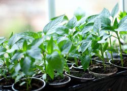 как най-добре да засадите пипер за разсад