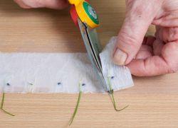 Kako saditi sadnice papra na toaletni papir
