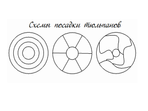 како правилно садити тулипане 1