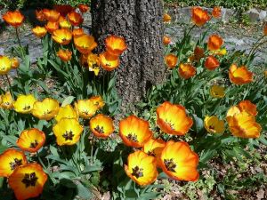 jak sadzić tulipany 3