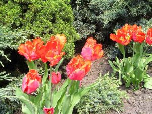 jak sadzić tulipany 4