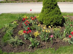 jak sadzić tulipany 5