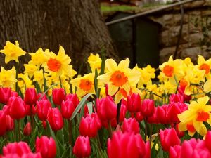 jak poprawnie sadzić tulipany 7