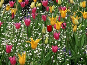 jak sadzić tulipany 8