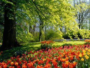 jak sadzić tulipany 9