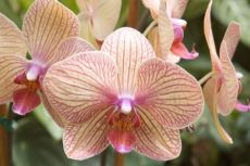 можно ли пересаживать орхидею