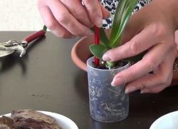 Kako preseliti orhideju u drugi lonac