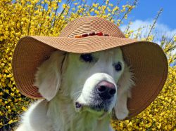 Како се пси понашају у врућини1