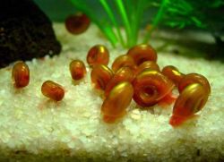 Jak żyją ślimaki w akwarium1