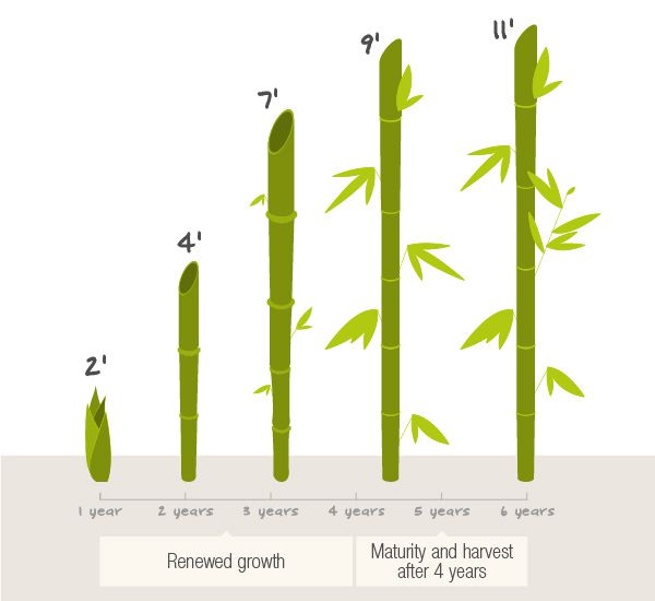 jak rostou bambusy