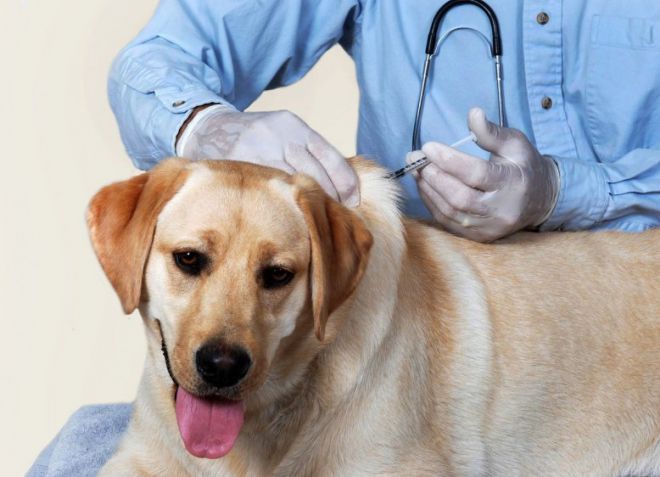прививка против бешенства у собак