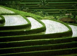 podmínky pěstování rýže