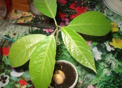 как да расте авокадо у дома