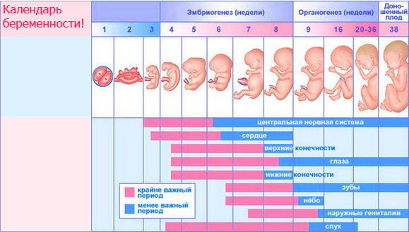 kako se otrok razvija v maternici