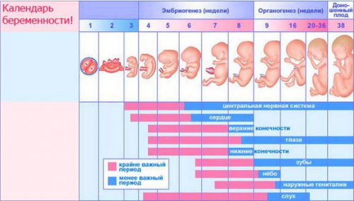 как се развива бебето в утробата