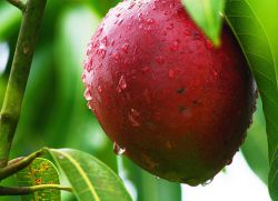 mango ovoce pěstování