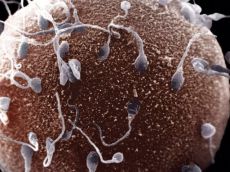 kako se sperma ulazi u jaje