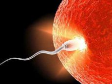 kaj se dogaja po penetraciji sperme v jajce