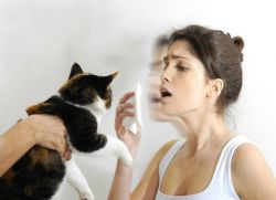 kako alergijo na mačke pri odraslih