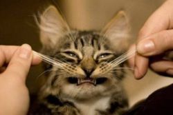 котките растат с мустаци