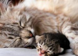 Колко котенца раждат котка за първи път1