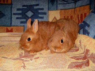 Ile żyć dekoracyjnych królików2