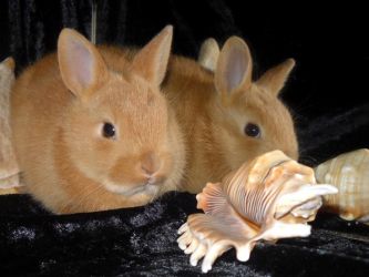 Ile królików dekoracyjnych żyje6