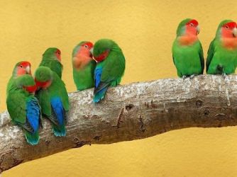 ловебирдс папагаји