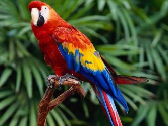 macaw papagaji