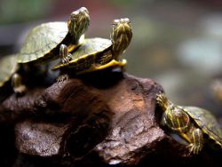 Ile żółwi czerwonolicy żyje1