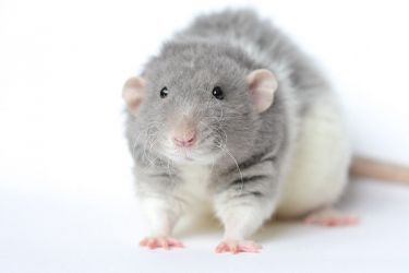 Ile szczurów żyje3