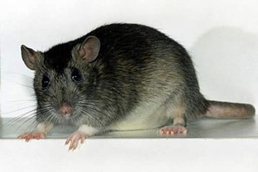 Ile szczurów żyje5