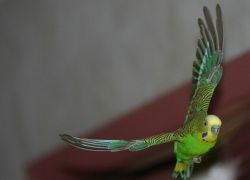 Колко време папагалите живеят у дома?