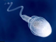 kolik spermií žije v pochvě