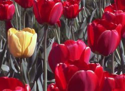 Ile owoców tulipana