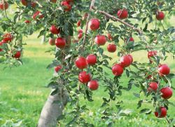 колко пъти ябълковото дърво дава плод