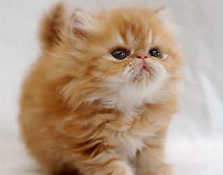 ile lat mają perskie koty