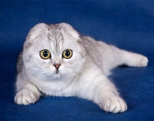 колко живи котки на шотландско сгъване