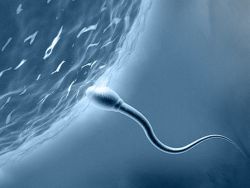 kolik spermií potřebujete k otěhotnění
